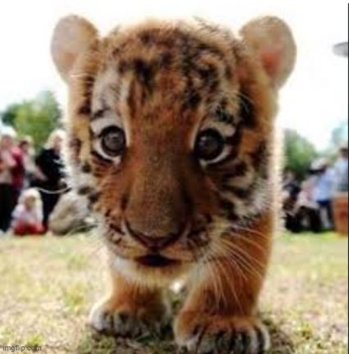 cute baby tiger (from the internet) | image tagged in tiger,baby tiger,cute,animal,miss_lol,repost | made w/ Imgflip meme maker