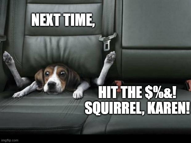 funny dog back seat | NEXT TIME, HIT THE $%&! SQUIRREL, KAREN! | image tagged in funny dog back seat | made w/ Imgflip meme maker