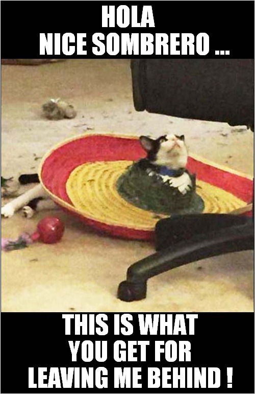 Catty Revenge ! | HOLA
   NICE SOMBRERO ... THIS IS WHAT YOU GET FOR LEAVING ME BEHIND ! | image tagged in cats,hats,destruction | made w/ Imgflip meme maker