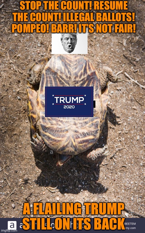 Orange turtle or lame duck soup ? | STOP THE COUNT! RESUME THE COUNT! ILLEGAL BALLOTS! POMPEO! BARR! IT’S NOT FAIR! A FLAILING TRUMP STILL ON ITS BACK | image tagged in donald trump,orange,election 2020,loser,joe biden,winner | made w/ Imgflip meme maker