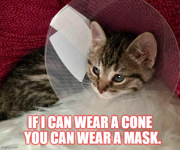 Wear a Mask | IF I CAN WEAR A CONE   YOU CAN WEAR A MASK. | image tagged in covid-19,kitten,face mask | made w/ Imgflip meme maker