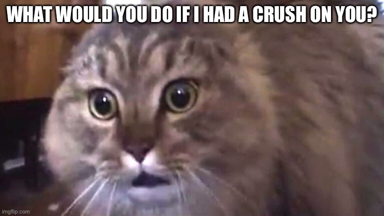 Nonono cat | WHAT WOULD YOU DO IF I HAD A CRUSH ON YOU? | image tagged in nonono cat | made w/ Imgflip meme maker