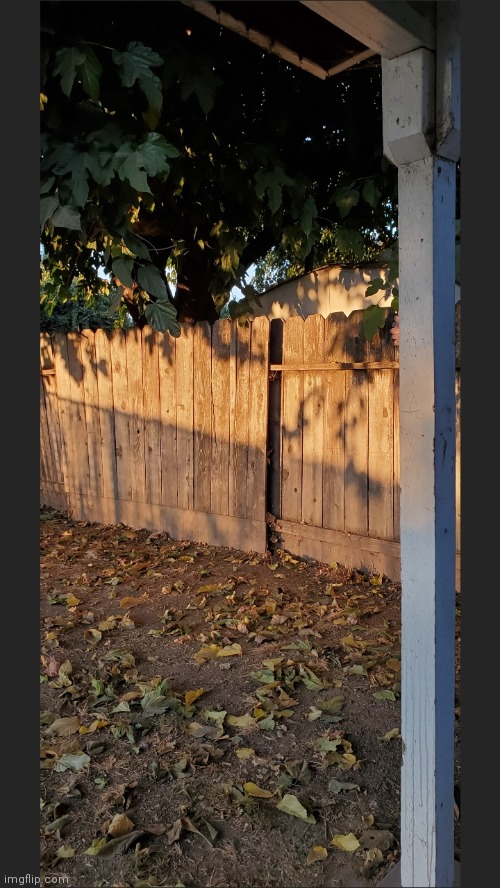 My backyard this morning | image tagged in photography,backyard,sunrise | made w/ Imgflip meme maker