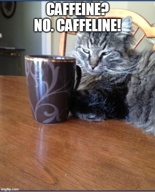Coffee cat | CAFFEINE? NO. CAFFELINE! | image tagged in coffee cat,memes,coffee,cat | made w/ Imgflip meme maker