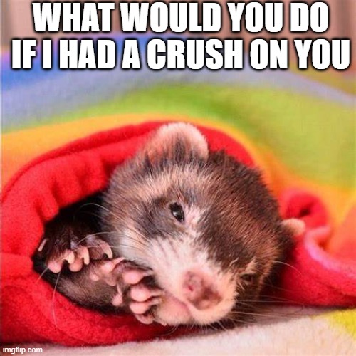 WHAT WOULD YOU DO IF I HAD A CRUSH ON YOU | made w/ Imgflip meme maker