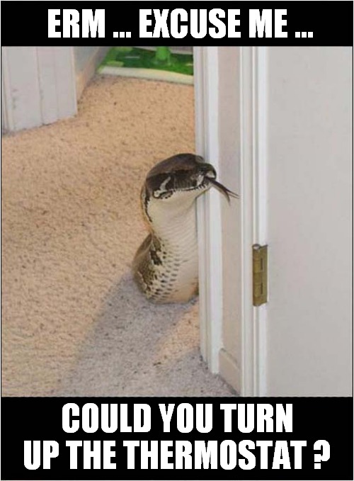 Polite Snake | ERM ... EXCUSE ME ... COULD YOU TURN UP THE THERMOSTAT ? | image tagged in snake,thermostat | made w/ Imgflip meme maker