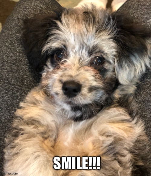 Smile | SMILE!!! | image tagged in puppy,smile | made w/ Imgflip meme maker