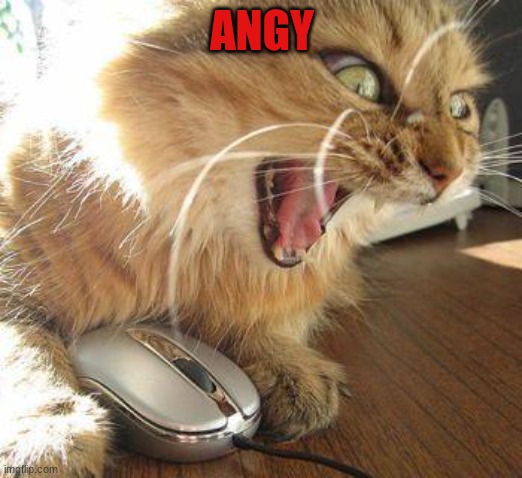 angry cat | ANGY | image tagged in angry cat | made w/ Imgflip meme maker