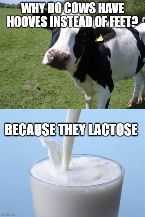 Cow dad joke | WHY DO COWS HAVE HOOVES INSTEAD OF FEET? BECAUSE THEY LACTOSE | image tagged in dad joke,bad pun,random | made w/ Imgflip meme maker