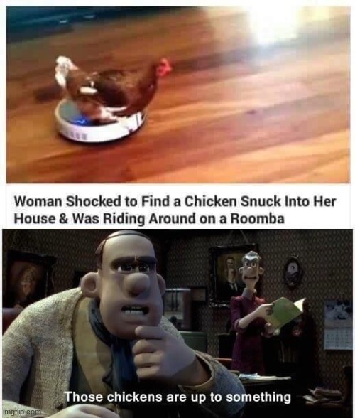 those chickens are up to something, i just know it | image tagged in chicken | made w/ Imgflip meme maker