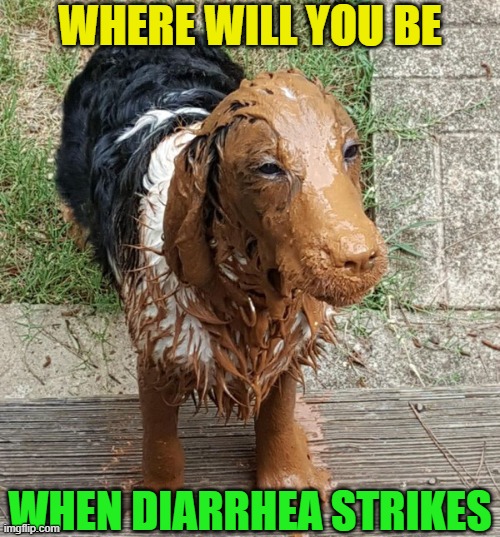 Stickin' his nose where it don't belong | WHERE WILL YOU BE; WHEN DIARRHEA STRIKES | image tagged in pets,funny,diarrhea,dogs,dirty,messy | made w/ Imgflip meme maker