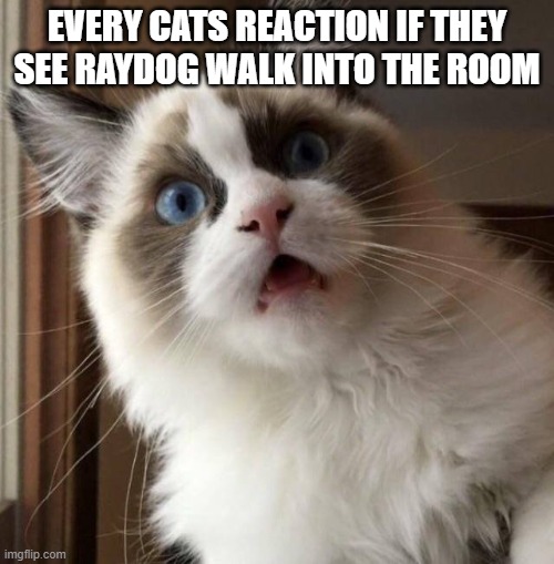 Astonished cat | EVERY CATS REACTION IF THEY SEE RAYDOG WALK INTO THE ROOM | image tagged in astonished cat | made w/ Imgflip meme maker