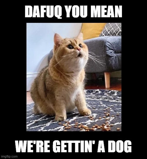 DAFUQ YOU MEAN; WE'RE GETTIN' A DOG | image tagged in cats,pets,dogs,wtf,dafuq | made w/ Imgflip meme maker