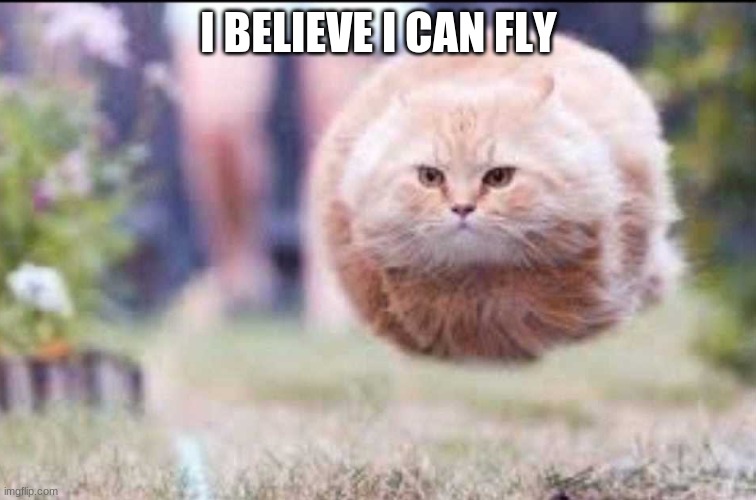 I believe I can fly | I BELIEVE I CAN FLY | image tagged in cat,meme | made w/ Imgflip meme maker