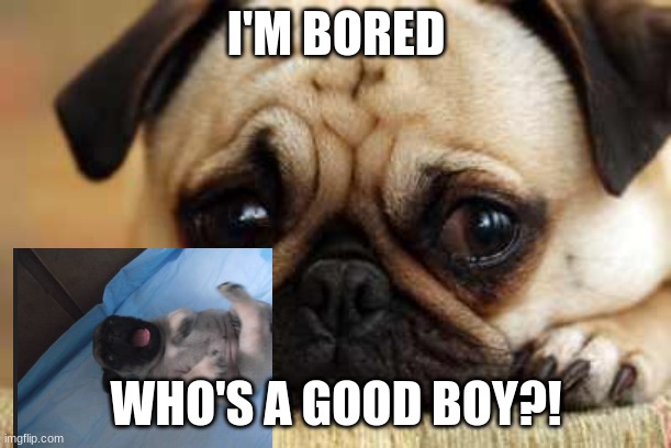 Sad Dog | I'M BORED; WHO'S A GOOD BOY?! | image tagged in sad dog | made w/ Imgflip meme maker