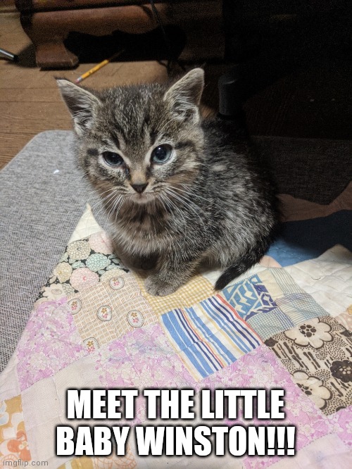 Meet the little baby!!!!! | MEET THE LITTLE BABY WINSTON!!! | image tagged in cats,kittens,adorable | made w/ Imgflip meme maker