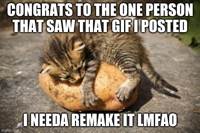 K then | CONGRATS TO THE ONE PERSON THAT SAW THAT GIF I POSTED; I NEEDA REMAKE IT LMFAO | image tagged in potato cat | made w/ Imgflip meme maker