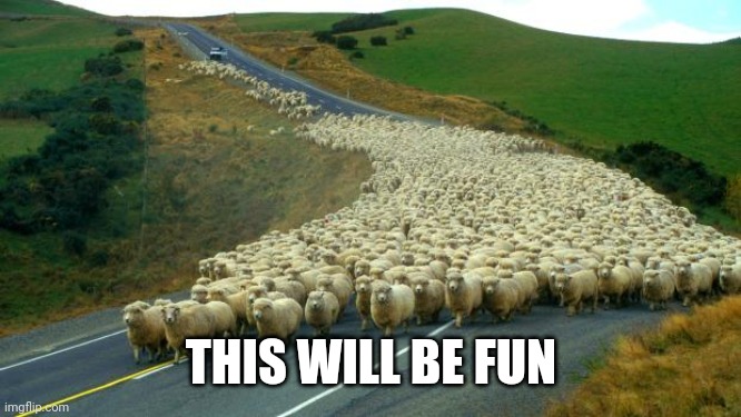 sheep | THIS WILL BE FUN | image tagged in sheep | made w/ Imgflip meme maker