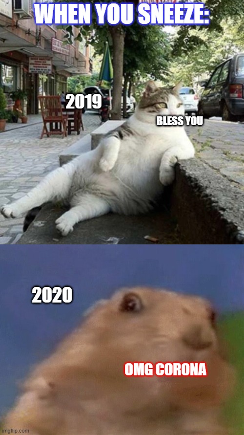 2019 VS. 2020 | WHEN YOU SNEEZE:; 2019; BLESS YOU; 2020; OMG CORONA | image tagged in chill cat | made w/ Imgflip meme maker