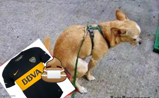 Un perro gallinero se caga en la camisa bosta :v | image tagged in trump dog poop,memes,puta boca | made w/ Imgflip meme maker