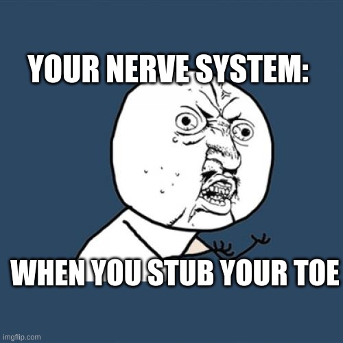 bru | YOUR NERVE SYSTEM:; WHEN YOU STUB YOUR TOE | image tagged in memes,y u no | made w/ Imgflip meme maker