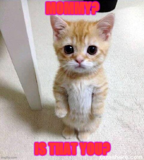 Cute Cat Meme | MOMMY? IS THAT YOU? | image tagged in memes,cute cat | made w/ Imgflip meme maker