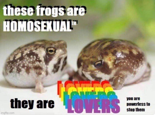 I felt this had to be shared | image tagged in frogs,two happy frogs | made w/ Imgflip meme maker