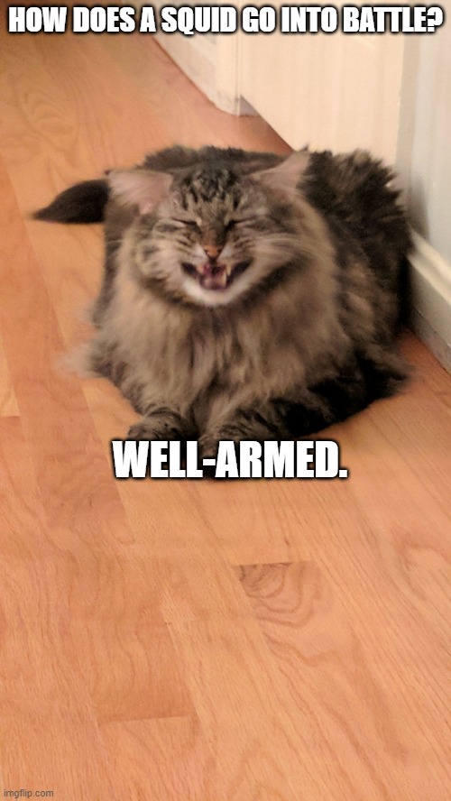 Bad joke cat | HOW DOES A SQUID GO INTO BATTLE? WELL-ARMED. | image tagged in bad joke cat,memes,cats,jokes,funny,meme | made w/ Imgflip meme maker