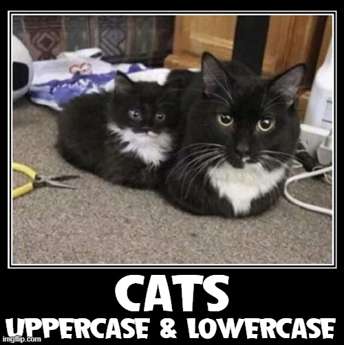 Cats that you can't help but love! | CATS; UPPERCASE & LOWERCASE | image tagged in vince vance,black and white,cats,kittens,memes,funny cat memes | made w/ Imgflip meme maker