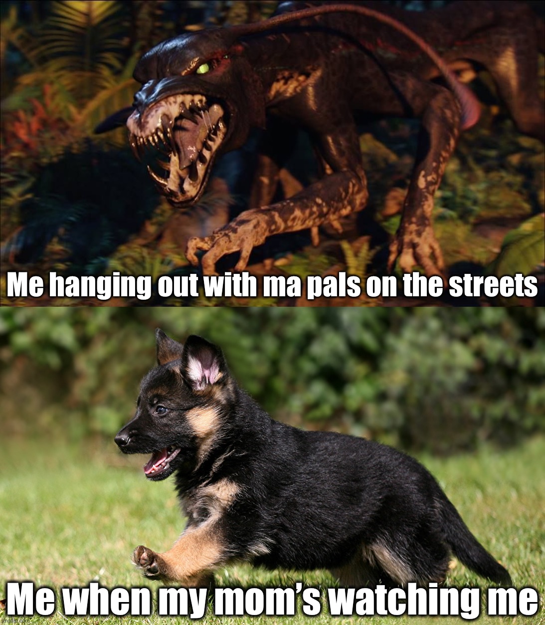 Bad dawg, good dog | Me hanging out with ma pals on the streets; Me when my mom’s watching me | image tagged in memes,dog memes,dogs,puppy,cute puppies,so true memes | made w/ Imgflip meme maker