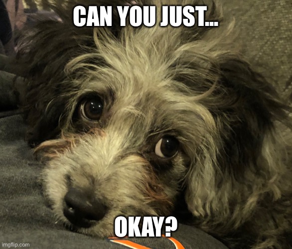 Can you just | CAN YOU JUST... OKAY? | image tagged in puppy,eye roll | made w/ Imgflip meme maker