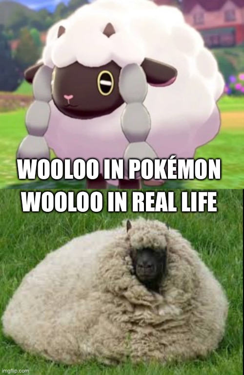 WOOLOO IN POKÉMON; WOOLOO IN REAL LIFE | image tagged in wooloo | made w/ Imgflip meme maker