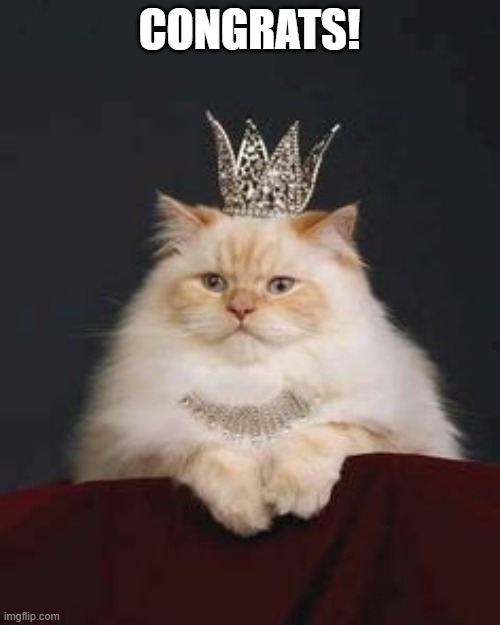 Cat crown | CONGRATS! | image tagged in cat crown | made w/ Imgflip meme maker