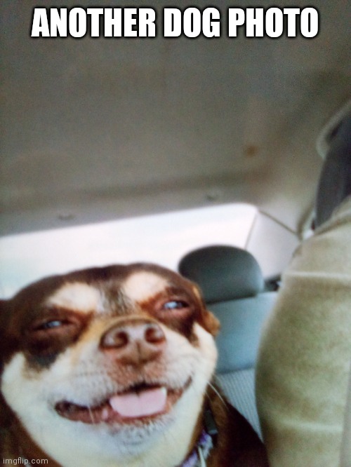 Doggo | ANOTHER DOG PHOTO | made w/ Imgflip meme maker