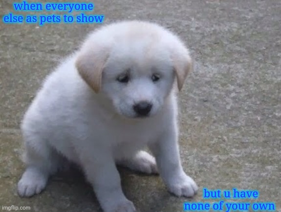 Sad, sad doggo :'( | when everyone else as pets to show; but u have none of your own | image tagged in sad sad doggo ' | made w/ Imgflip meme maker
