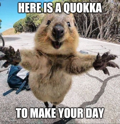 They're so cute | HERE IS A QUOKKA; TO MAKE YOUR DAY | image tagged in quokka | made w/ Imgflip meme maker