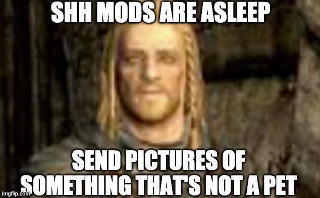 SHH MODS ARE ASLEEP; SEND PICTURES OF SOMETHING THAT'S NOT A PET | made w/ Imgflip meme maker