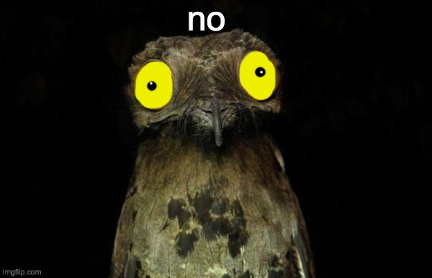 Weird Stuff I Do Potoo | no | image tagged in memes,weird stuff i do potoo | made w/ Imgflip meme maker