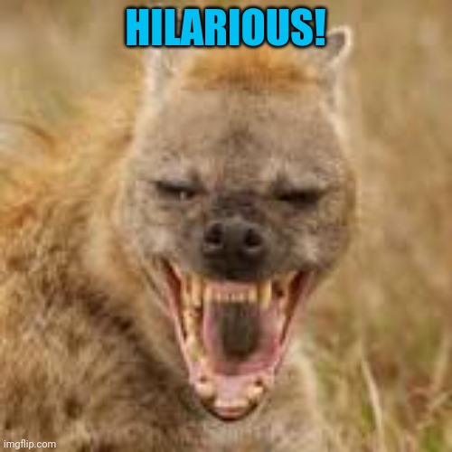 Mohawk hyena | HILARIOUS! | image tagged in mohawk hyena | made w/ Imgflip meme maker