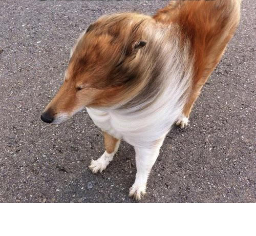 wind dog Blank Meme Template