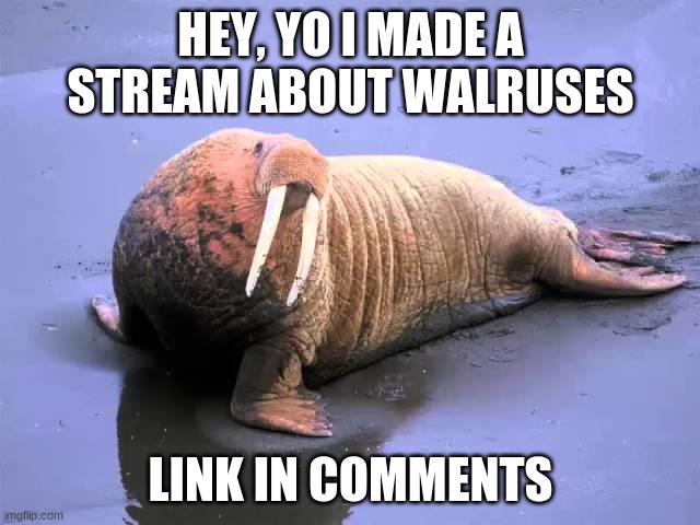plz join my walrus stream | HEY, YO I MADE A STREAM ABOUT WALRUSES; LINK IN COMMENTS | image tagged in walrus punk,funny,lol so funny,lmao,memes,too funny | made w/ Imgflip meme maker