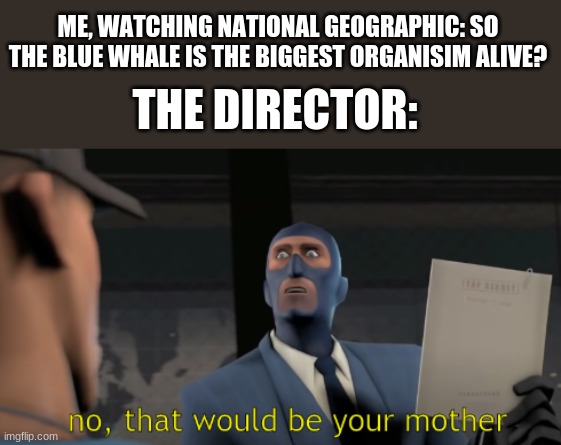 idk its a tf2 template, and tf2 is a game so....this fits | ME, WATCHING NATIONAL GEOGRAPHIC: SO THE BLUE WHALE IS THE BIGGEST ORGANISM ALIVE? THE DIRECTOR: | image tagged in no that would be your mother,tf2,spy | made w/ Imgflip meme maker