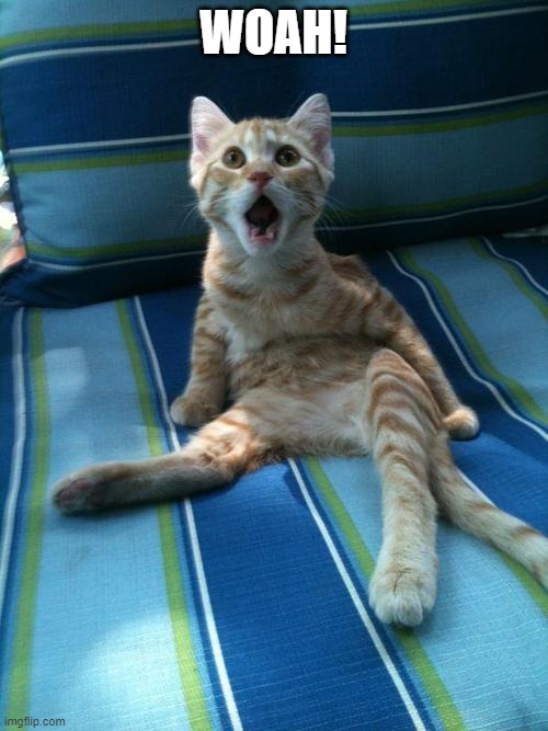 cat surprissed | WOAH! | image tagged in cat surprissed | made w/ Imgflip meme maker
