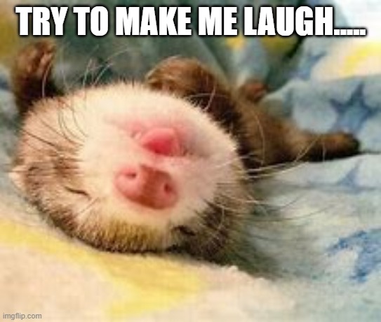 hehehe | TRY TO MAKE ME LAUGH..... | image tagged in sleepy ferret | made w/ Imgflip meme maker