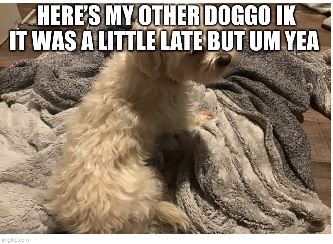 HERE’S MY OTHER DOGGO IK IT WAS A LITTLE LATE BUT UM YEA | image tagged in dogs | made w/ Imgflip meme maker