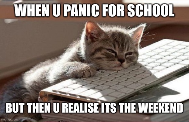 When u panic for school but then u realise its the weekend - cat edition | WHEN U PANIC FOR SCHOOL; BUT THEN U REALISE ITS THE WEEKEND | image tagged in cats,cute cat,so true,high school,funny cat memes,school meme | made w/ Imgflip meme maker