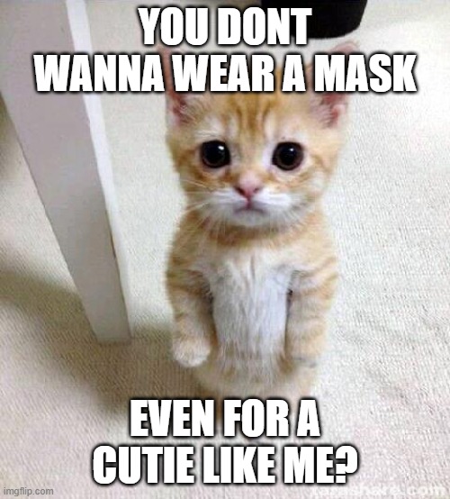 Cute Cat Meme - Imgflip