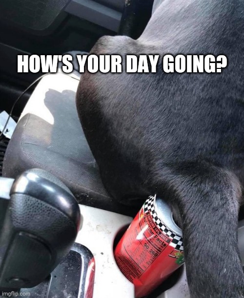 How's your day going? | HOW'S YOUR DAY GOING? | image tagged in dog,butt,ruin,bad day,bad dog,gross | made w/ Imgflip meme maker