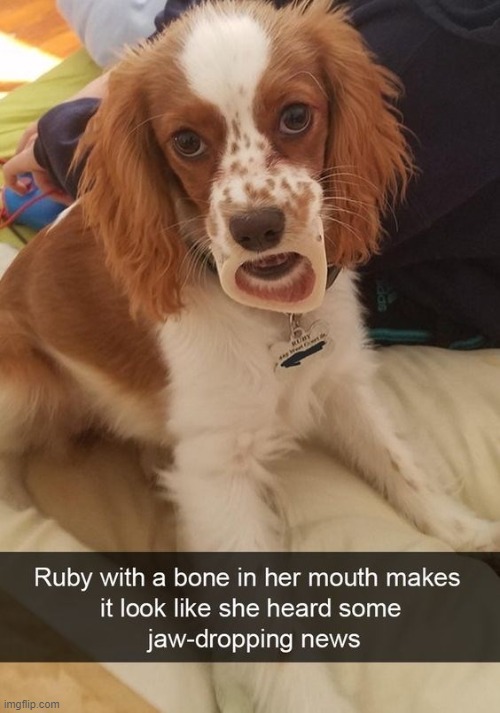 oh my god becca, did you hear about.. | image tagged in funny,cute,fun,beautiful,love,dogs | made w/ Imgflip meme maker
