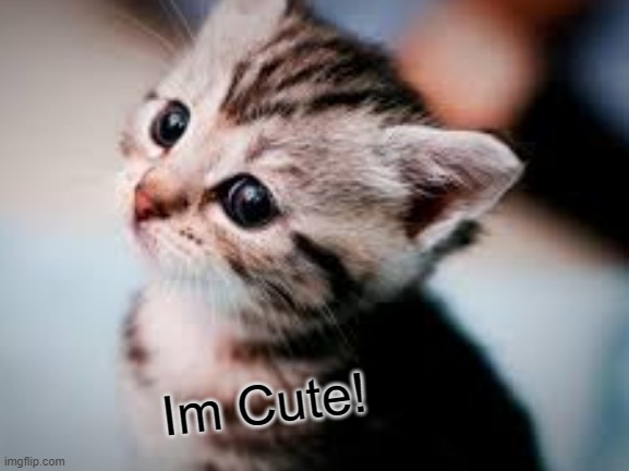 Its cute | Im Cute! | image tagged in cat,cute cat,i like this cat | made w/ Imgflip meme maker